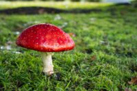 Mushroom supplements for detoxification